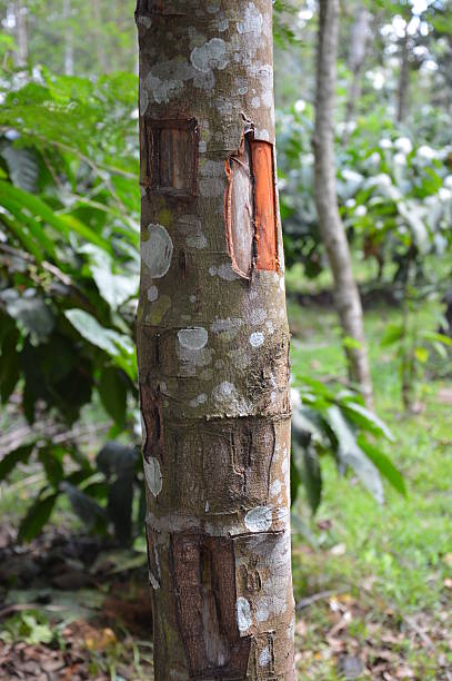 Sri Lanka Cinnamon Sticks