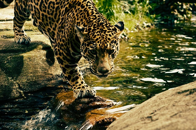 Where to See Leopards in Sri Lanka