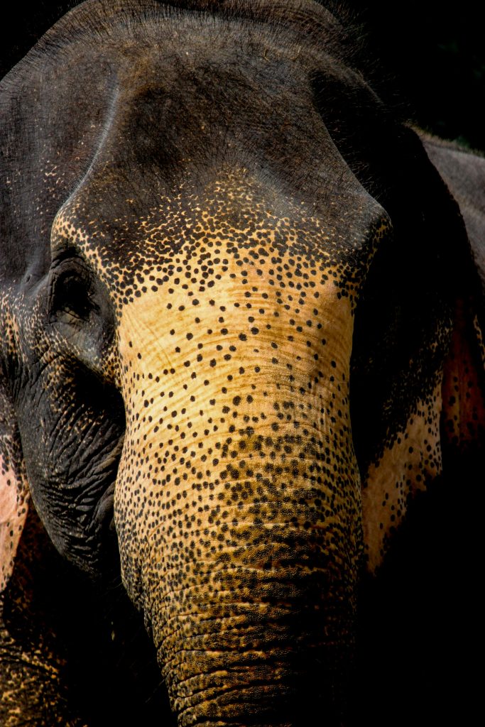 Elephant Pinnawala Sri Lanka