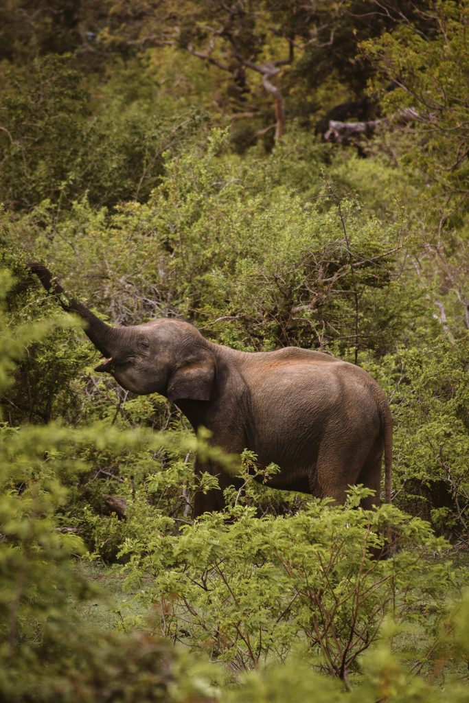 Elephant Pinnawala Sri Lanka