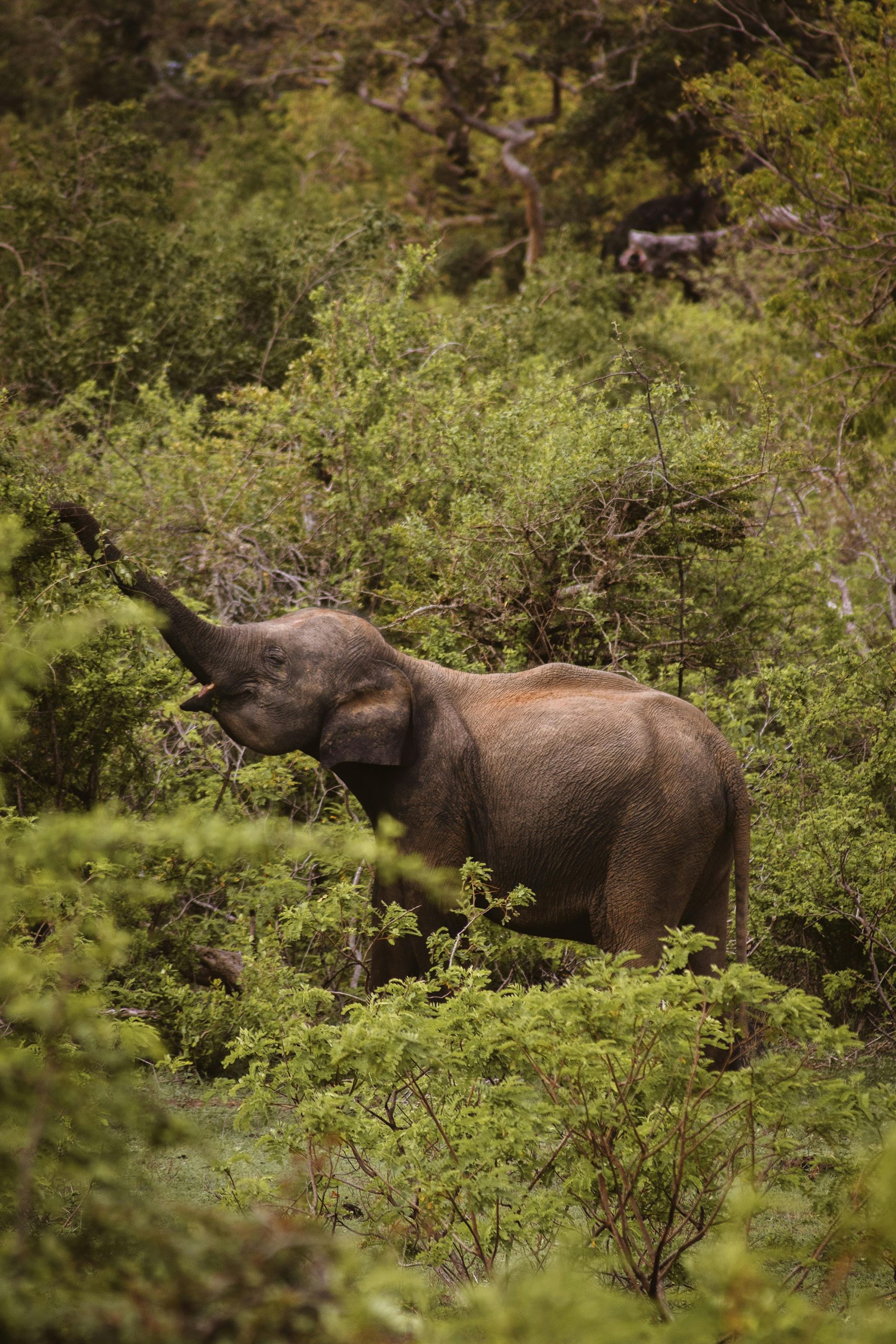 Is Sri Lanka Good For Safaris?